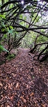 Plants: image 5 Of 208 Thumb